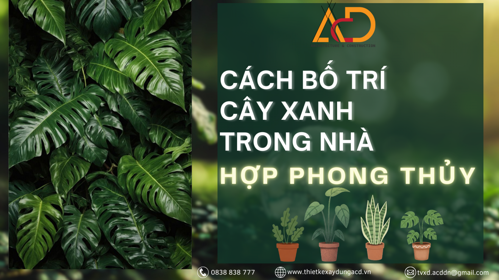 CÁCH BỐ TRÍ CÂY XANH TRONG NHÀ HỢP PHONG THỦY ĐỂ MANG LẠI TÀI LỘC VÀ SỰ THỊNH VƯỢNG